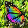 Butterfly of Many Shades