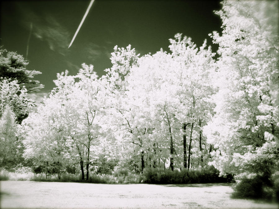 Infrared Forest Line