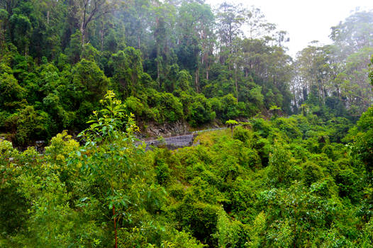 Dorrigo Mountain Greenery