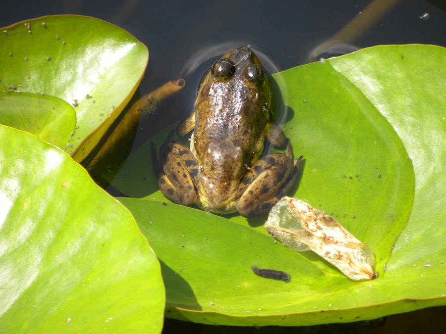 ribit by marienoren on DeviantArt