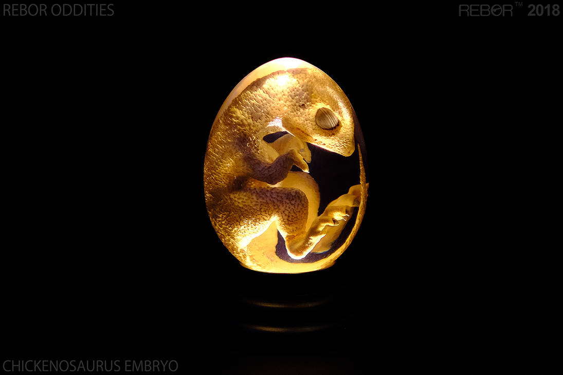 REBOR Oddities: Chickenosaurus Embryo by REBORstudio on DeviantArt