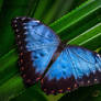 Rainforest Butterfly