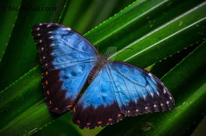 Rainforest Butterfly by Ceronie