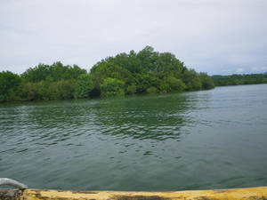 Simala Mangroves