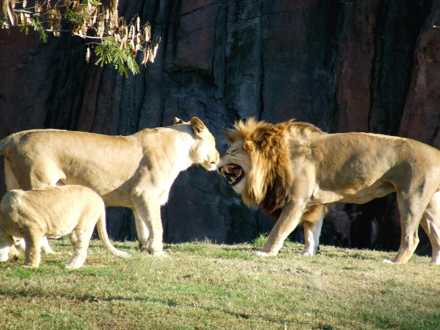 Grumpy old Lion