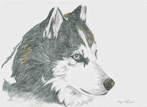 Sibirian Husky