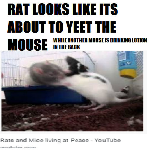 Rat meme by Lunarmoon21 on DeviantArt