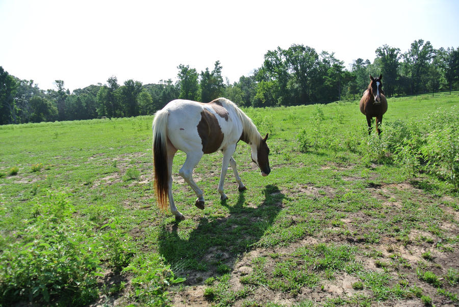 Buck 16 by Buckaroo-Stock on DeviantArt