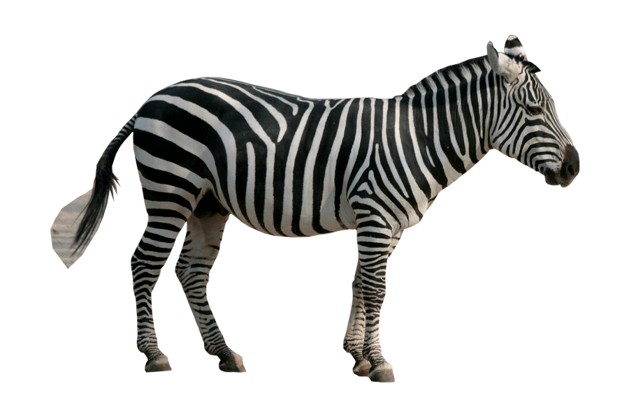 Zebra Pre-cut