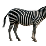 Done Zebra Pre-cut