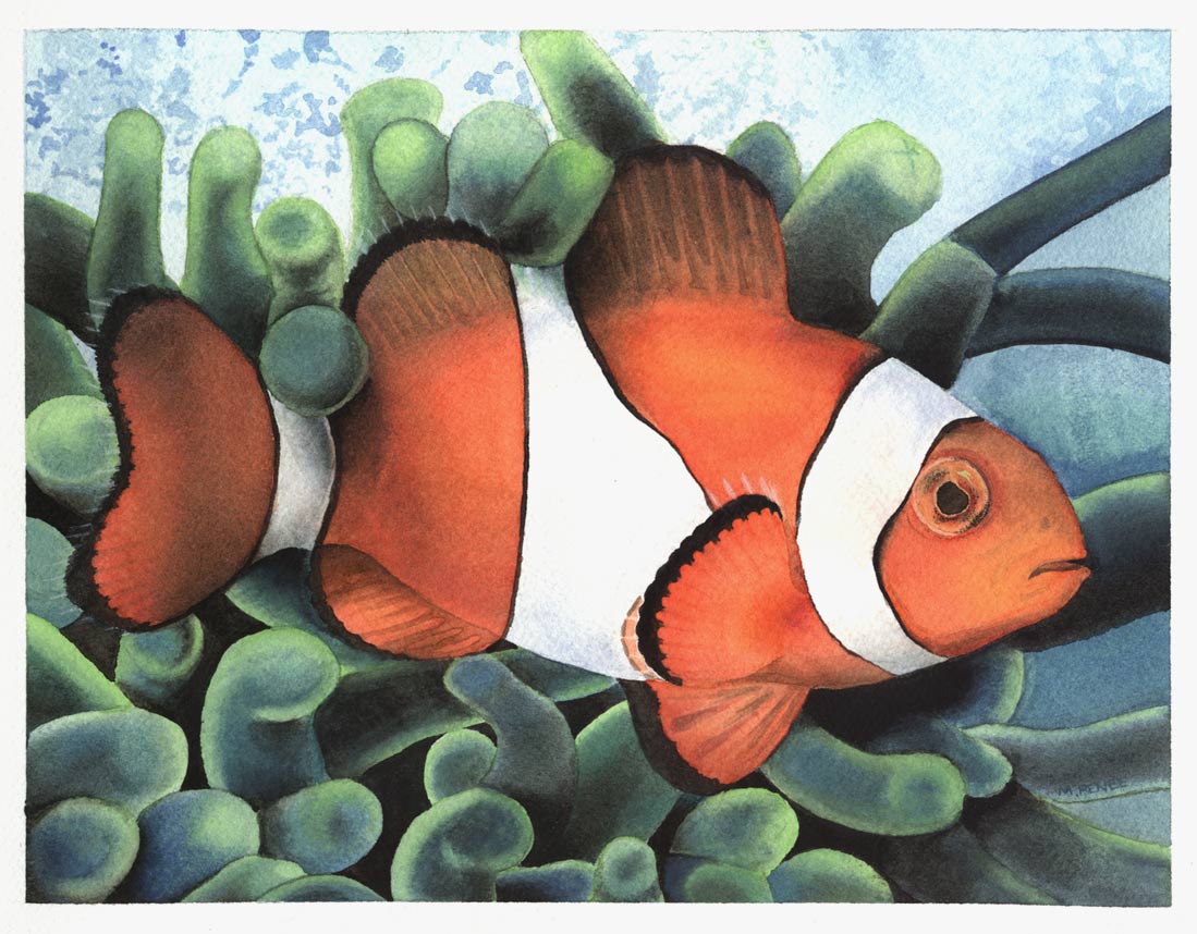 Clown Fish By Mulysa On Deviantart