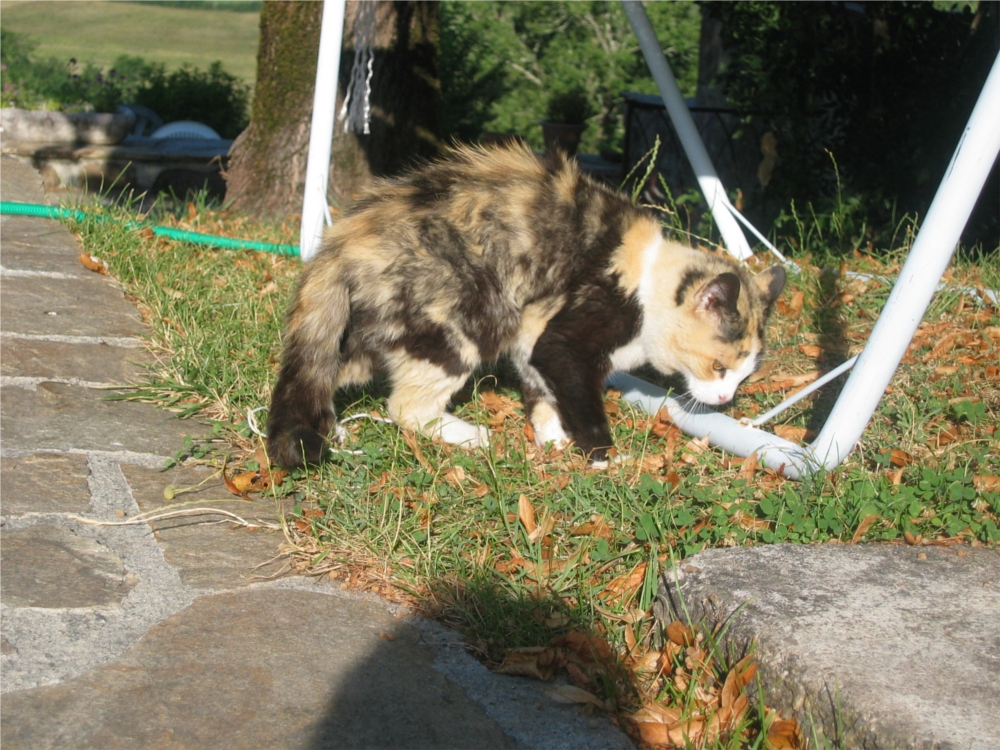 Tortoiseshell and White Cat 7