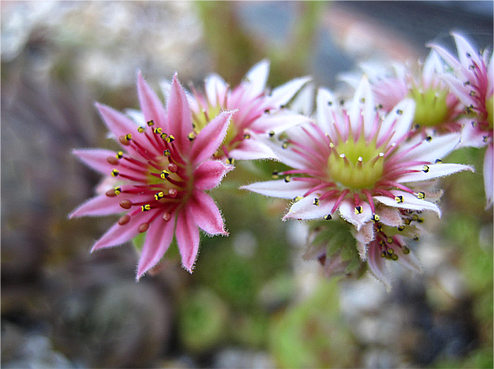 Pink Flowers