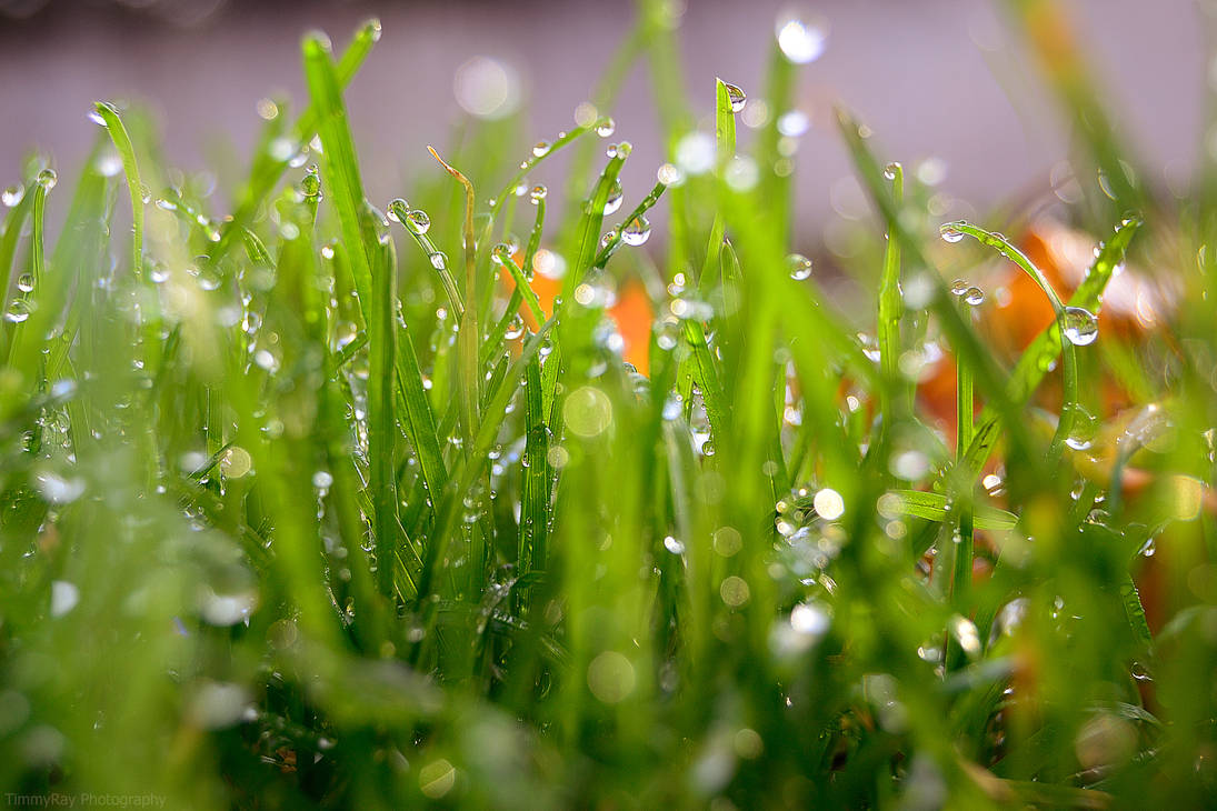 Liquid Glass Grass