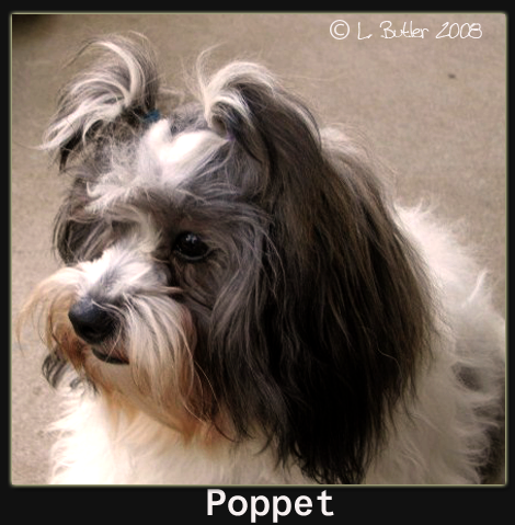 Puppy Poppet