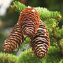 Cones of Pine