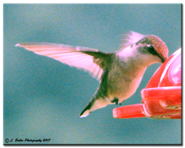 Ruby-Throated Hummingbird