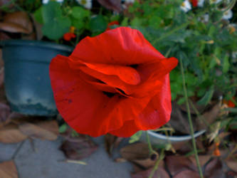 Poppies