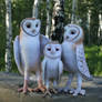 owl family..