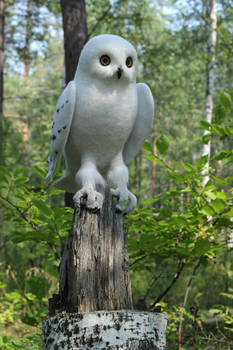 Snowy owl