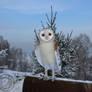 Big Barn owl