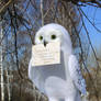 Hedwig owl