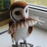 Tiny barn owl is going to build a nest :)