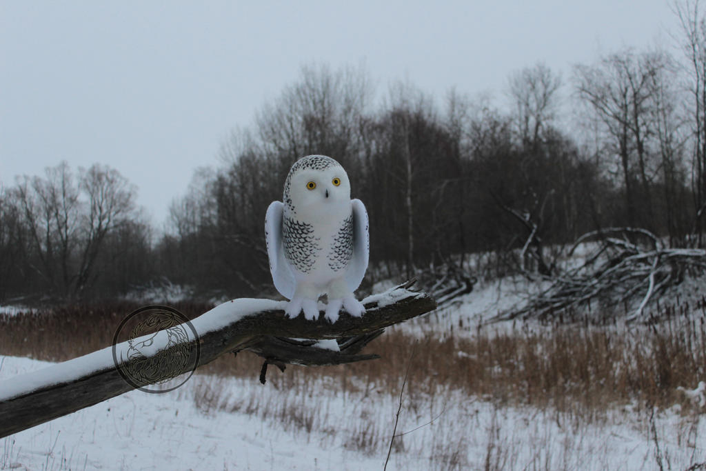 New snowy owl 1 by Sillykoshka