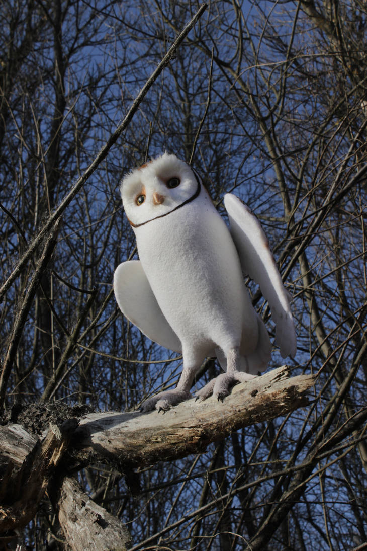 Young barn owl (male) 1 by Sillykoshka