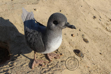 Short-tailed shearwater (adult)