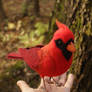 Red cardinal (Northern cardinal) 1