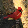 Red cardinal (Northern cardinal) 2