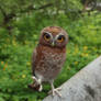 Elf owl 5