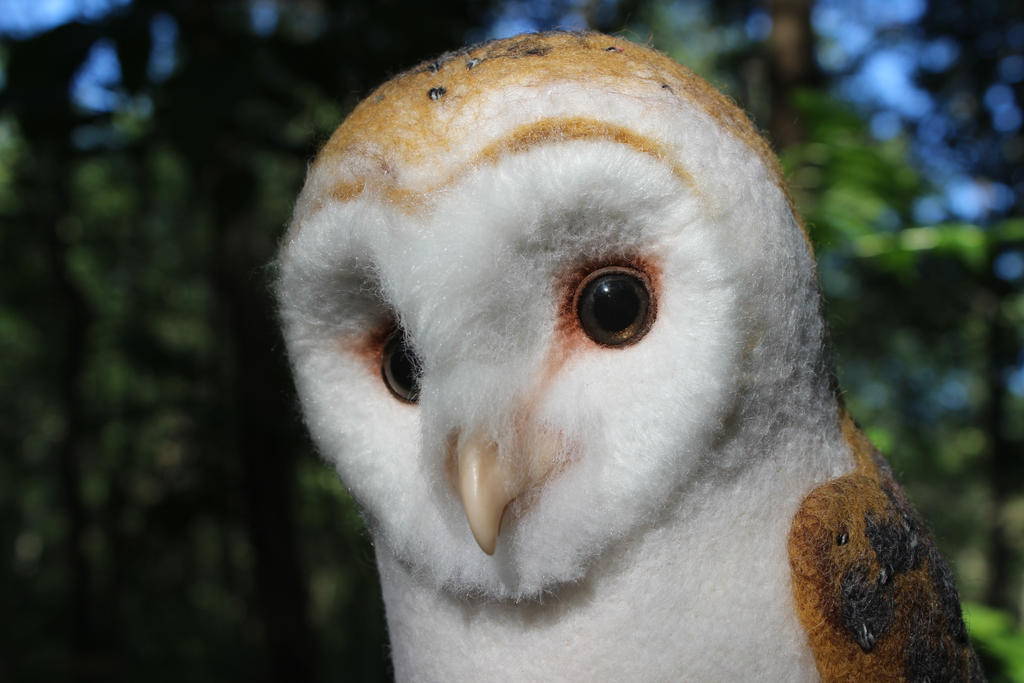 Young barn owl (face)