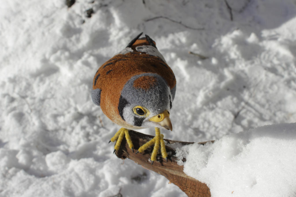 Common kestrel 1 by Sillykoshka on DeviantArt