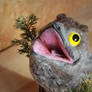 Potoo 2