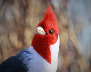 Red-crested cardinal 2
