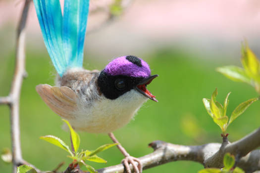 Purple crowned wrens (males) 3