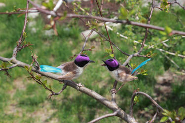 Purple crowned wrens (males) 2