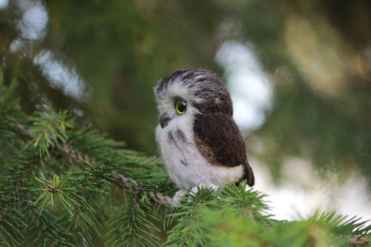 Tiny owlet 3