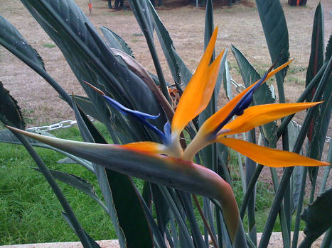 Bird of Paradise