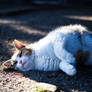 Playful Calico Cat