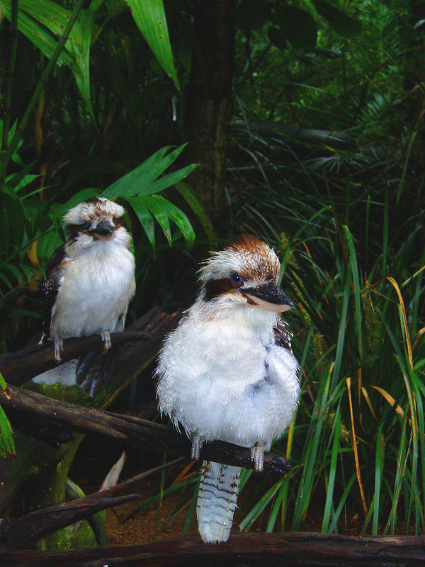 Kookaburra's