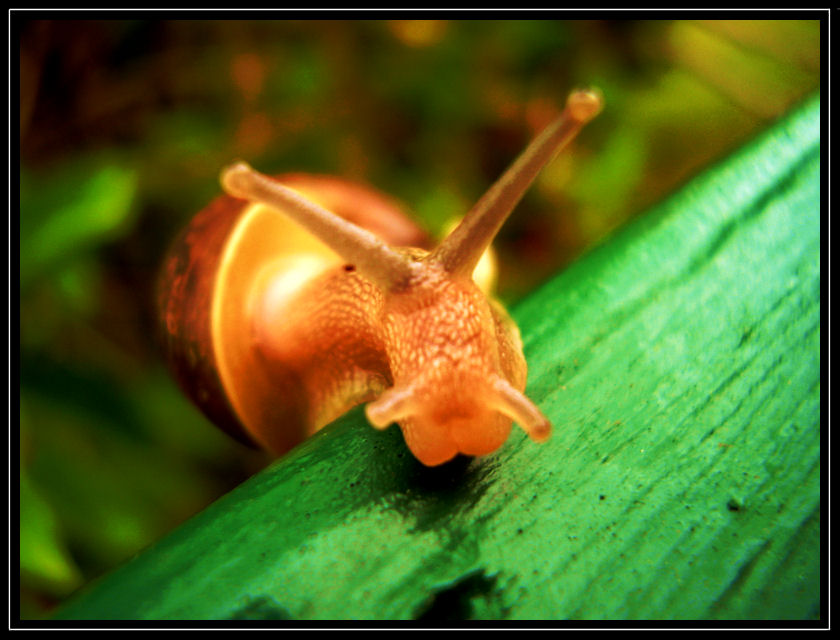 Snail