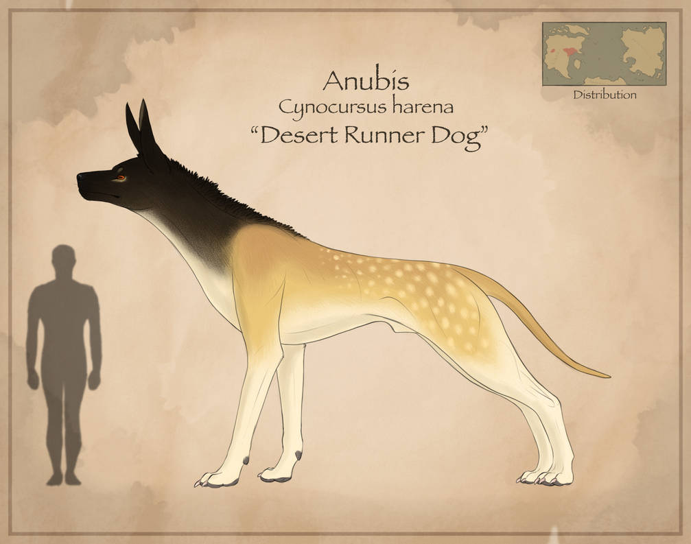 Anubis Rabbit Anubis by Malminya on DeviantArt