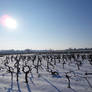 Vignes sous la neige