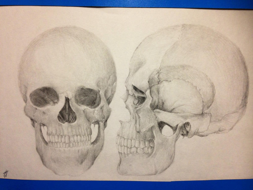 Skull