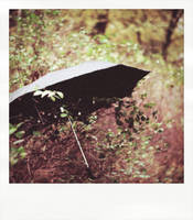 Umbrella-polaroid