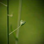 Natural LOVE by 6Artificial6
