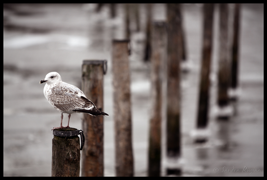 Seagull